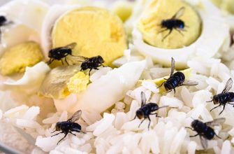 4 remédios caseiros para manter as moscas longe da cozinha