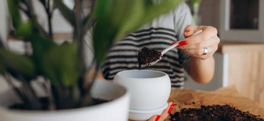 A forma correta de usar CAFÉ para FERTILIZAR suas plantas