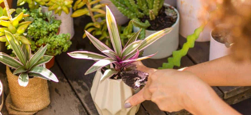 Uma colher disso para deixar suas plantas lindas e livres de pragas!