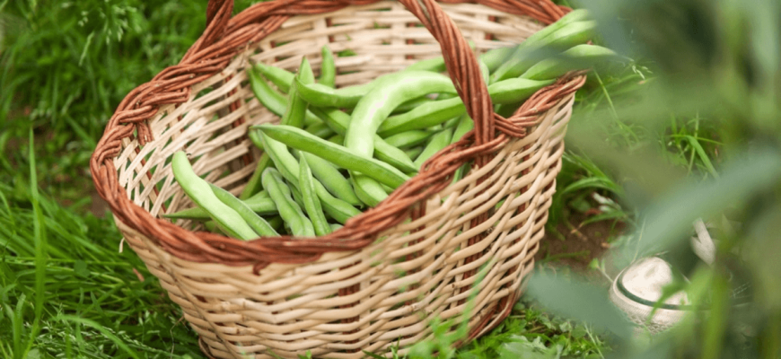 Is het veilig om sperziebonen rauw te eten?