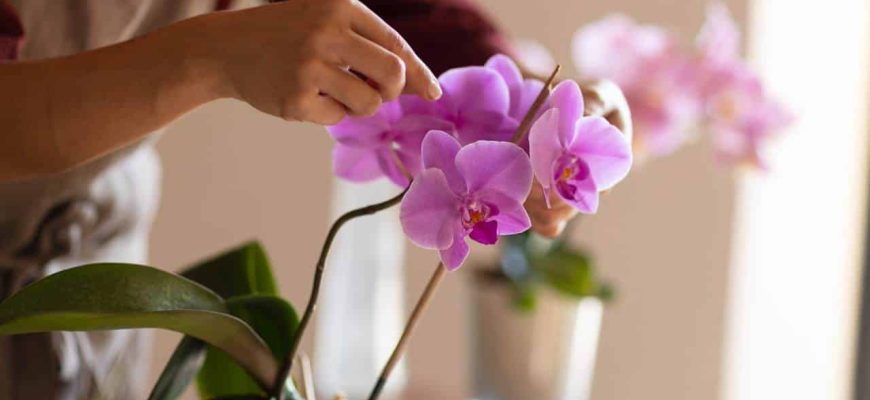 Truque da água fria para suas orquídeas ficarem grandes e lindas!