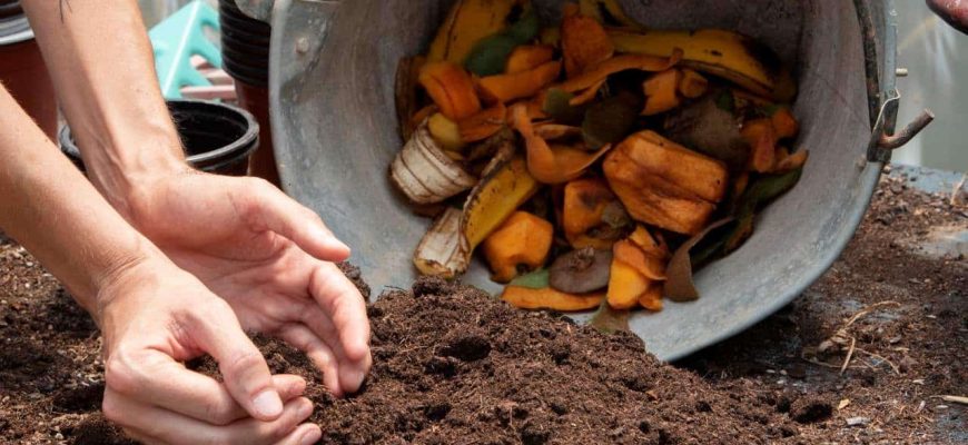 Poderoso fertilizante com sobras de cozinha para ter plantas exuberantes