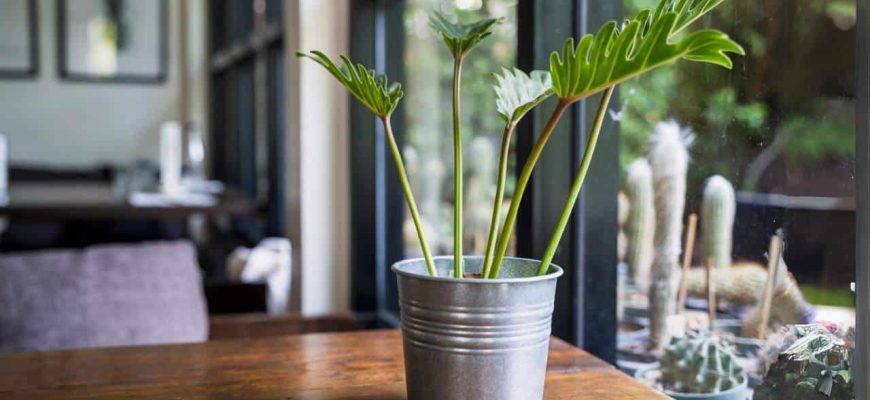 Plantas que você pode ter na sua cozinha para aliviar o calor