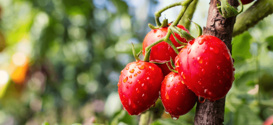 Smakelijke tomaten groeien het beste als ze op dit moment water krijgen!