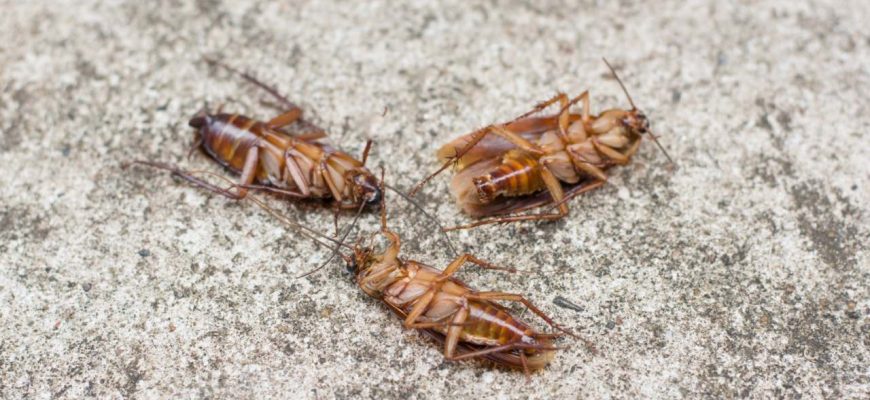 Forma rápida e econômica de evitar que baratas na sua casa!