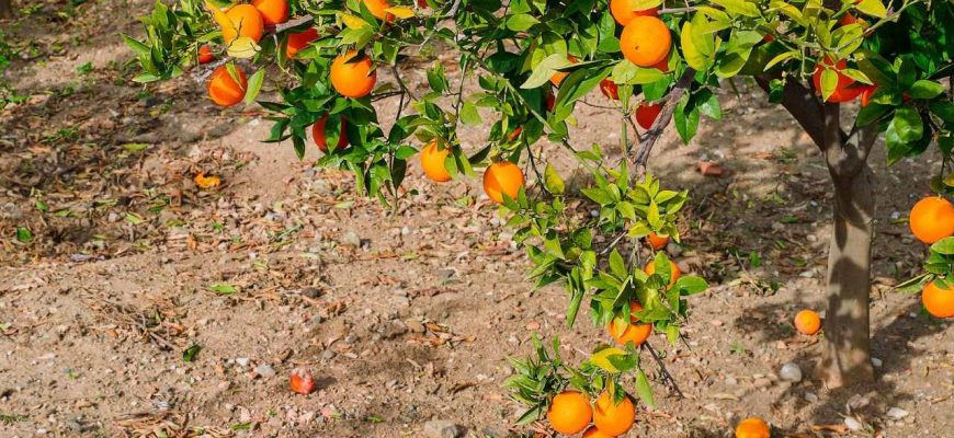 Dica com laranjas para fazer um fertilizante e terá plantas cheias de flores