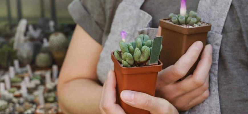 Truques para que plantas suculentas cresçam e as folhas não enruguem