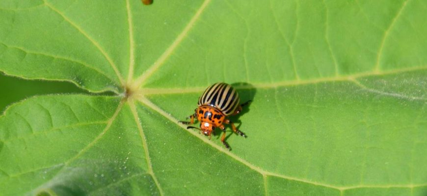 Există o plantă pe care nu ar trebui să o ai în casă