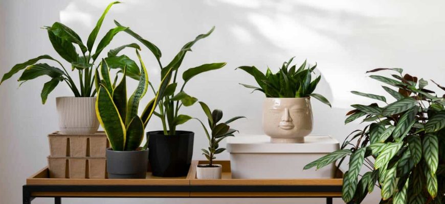 4 plantas que não precisam de tanta luz e toleram a escuridão!