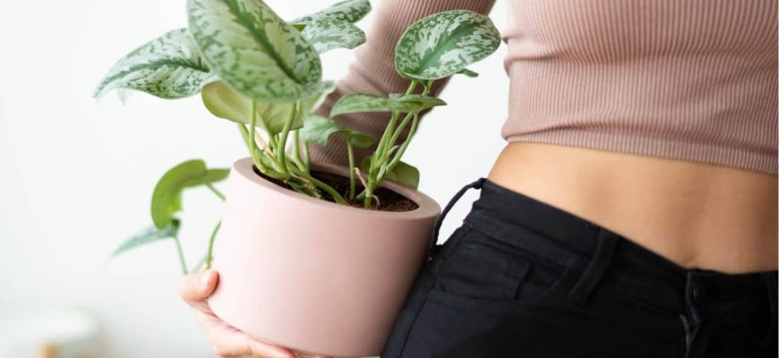 Plantas aromáticas para perfumar a casa e encher o jardim de flores