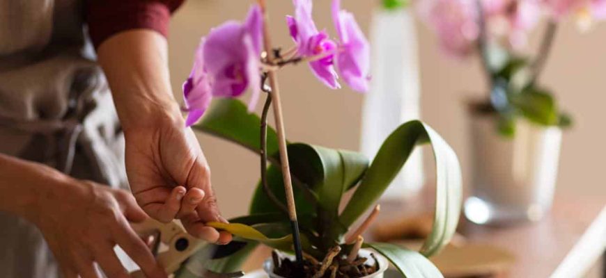 Maneira mais fácil de reproduzir suas orquídeas em casa!