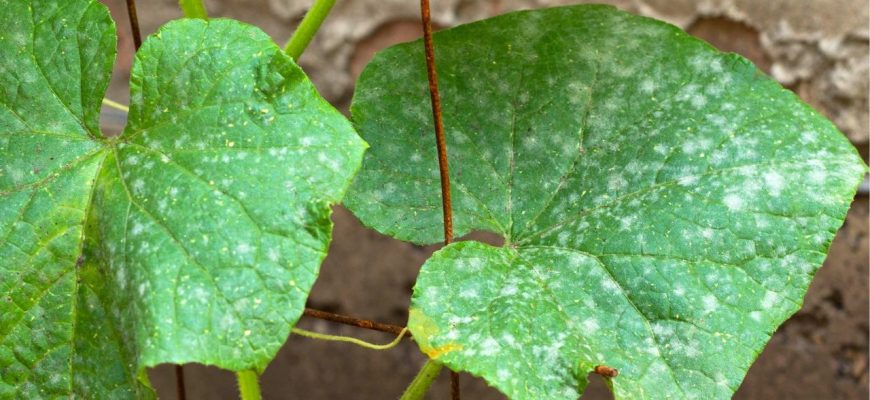 Truque do jardineiro para eliminar fungos das plantas com iogurte