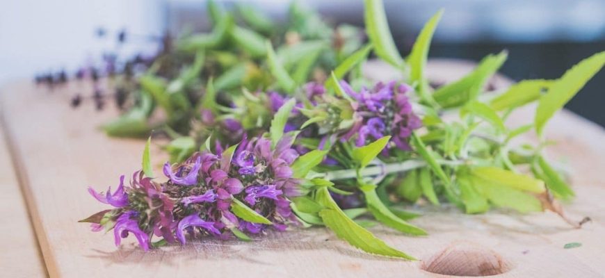 Feng Shui: Onde colocar a lavanda e como usar seu chá de benefícios?