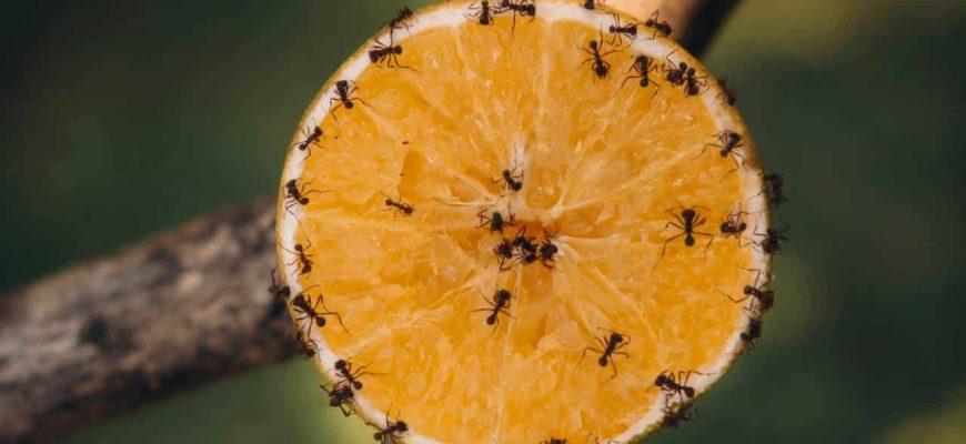 Ingrediente para limpar o chão da cozinha para afastar formigas e baratas