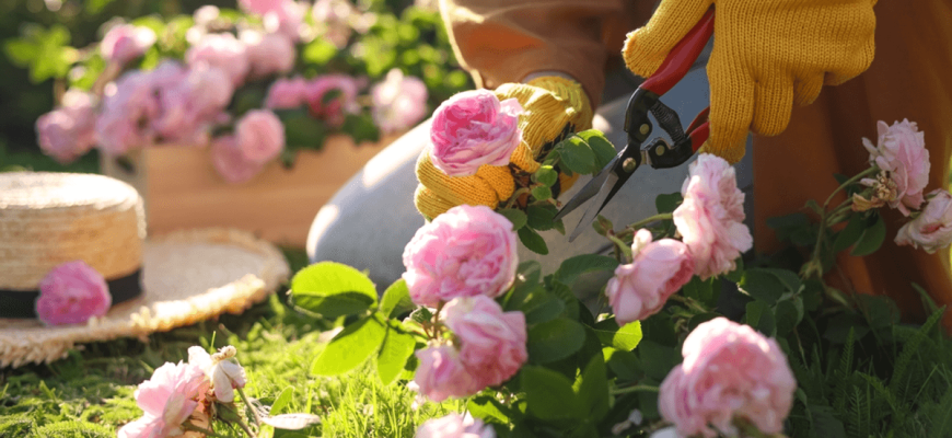 Als je ze in september zo verzorgt, zullen de rozen vol bloemen staan!